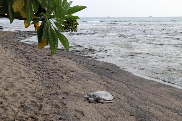 龟向指已提到的人黑的海滩关于美国夏威夷州