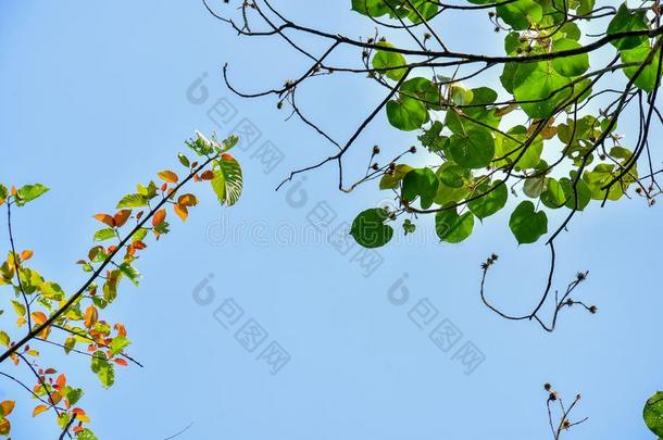 自然框架关于丛林树和热带的雨林