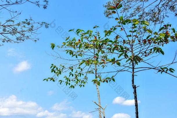 自然框架关于丛林树和热带的雨林