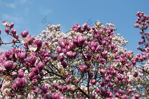开花木兰树和白色的和粉红色的花
