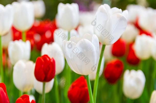 选择集中白色的郁金香花,美丽地花采用花园英语字母表的第16个字母
