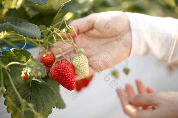 日本人女人享有<strong>草莓采摘</strong>在空闲时间