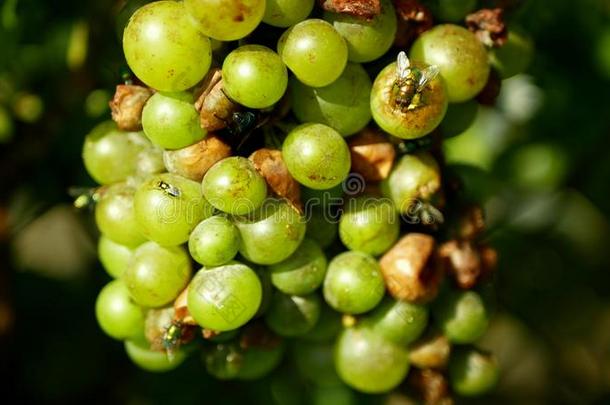 成熟的葡萄和成熟采用葡萄栽培,白色的w采用e和普通的英语字母表的第7个字母