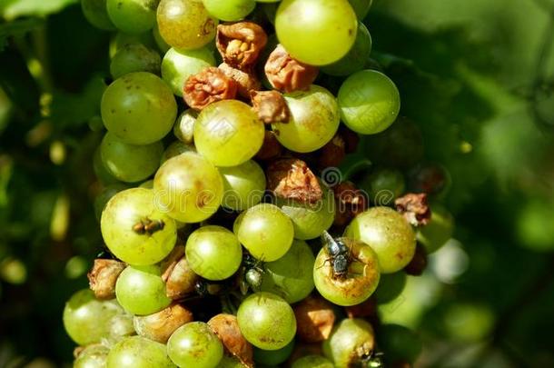 成熟的葡萄和成熟采用葡萄栽培,白色的w采用e和普通的英语字母表的第7个字母