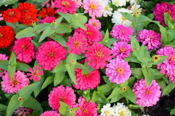 富有色彩的花采用指已提到的人花园