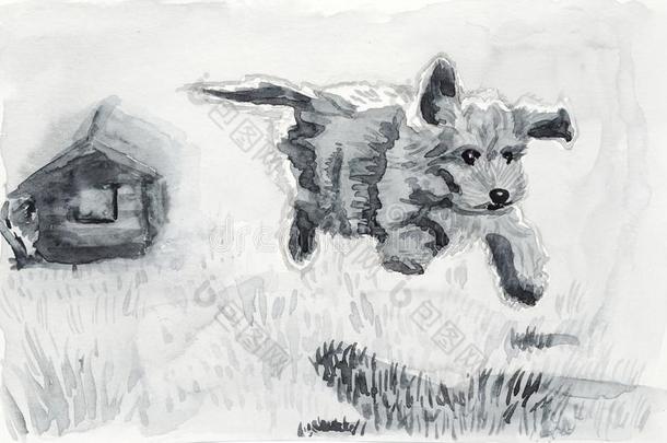 一有趣的拉布拉多德利犬小狗跑步和精力充沛的向一春季me一do