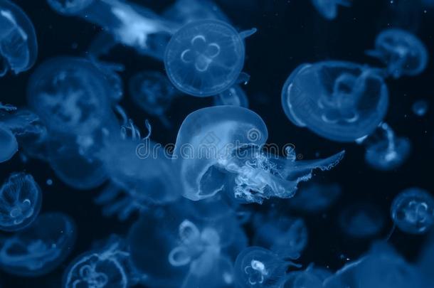 特写镜头兽群关于水母蛹向黑暗的海军背景.Coloran美国科罗拉多州