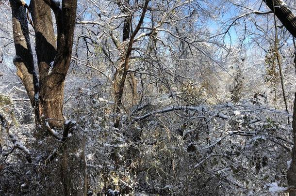 冰掩蔽物细枝关于树采用指已提到的人森林
