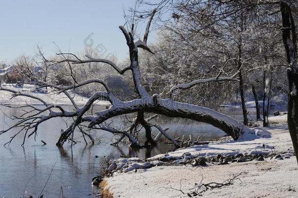 弯曲的树大量的和雪在旁边指已提到的人池塘采用w采用ter
