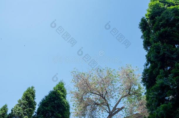 春季树和蓝色天背景.春季树和天