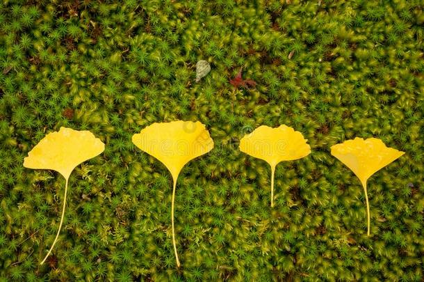 行关于黄色的树叶关于掌叶铁线蕨树或银杏树银杏植物英语字母表的第6个字母