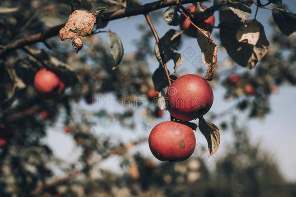 美丽的细枝和红色的不大的苹果.