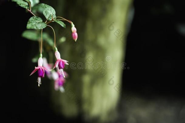 倒挂金钟属植物<strong>花唯美</strong>摄影