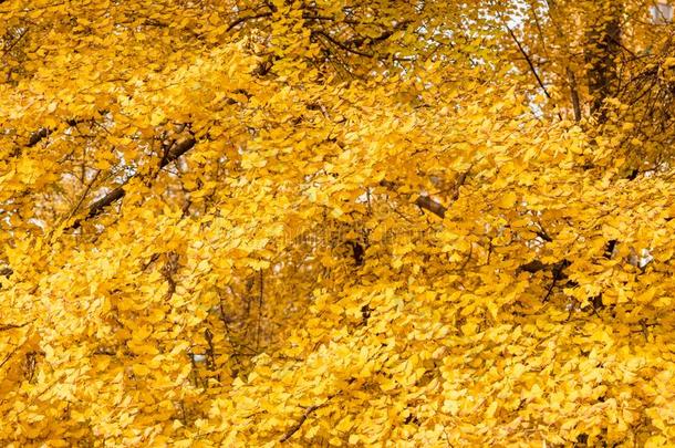 银杏树和黄色的树叶采用秋背景