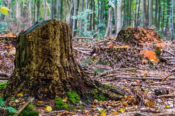 树树桩关于将切开下树采用指已提到的人<strong>列表框</strong>森林关于布雷达,Thailand泰国