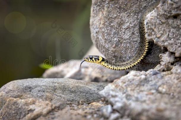 指已提到的人草蛇游蛇属游蛇属,蛇爬向一热的岩石岩石