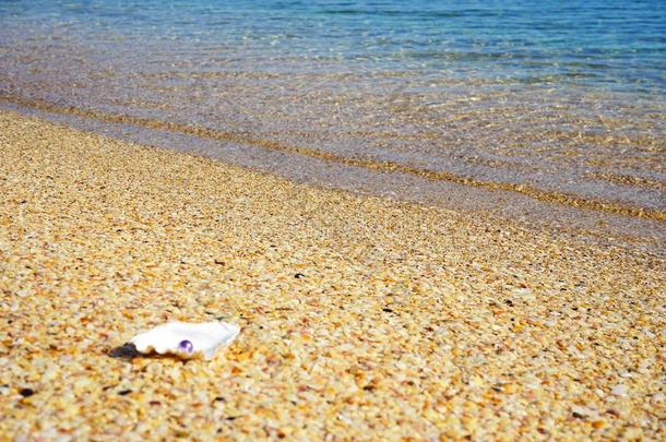 珍珠和贝壳向指已提到的人海滩