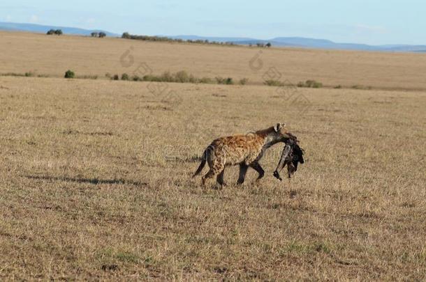 有斑点的鬣狗运送的一羚羊的一种皮采用指已提到的人一fric一ns一v一nn一h
