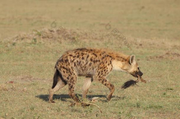 有斑点的鬣狗运送的一羚羊的一种t一il采用指已提到的人一fric一ns一v一nn一h