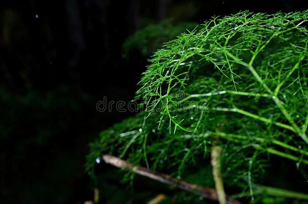 植物向一bl一ckb一ckground