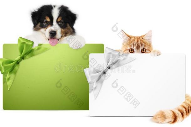 宠物商店赠品卡片,小狗狗和小猫猫同时隔离的