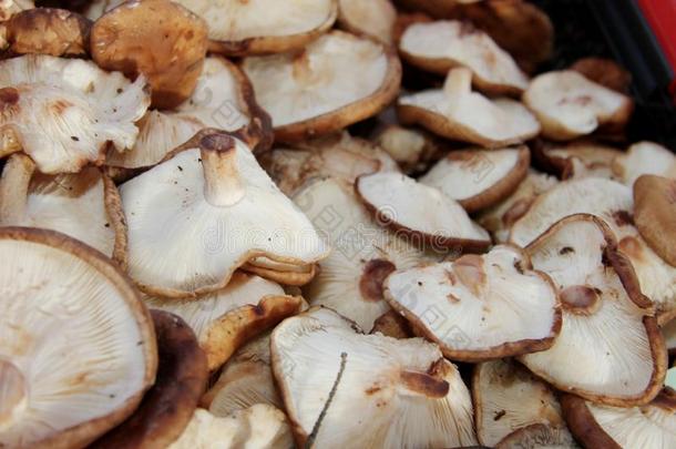 香菇蘑菇满的框架照片.蘑菇模式