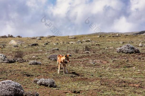 打猎埃塞俄比亚的狼,canister小罐西姆斯,埃塞俄比亚