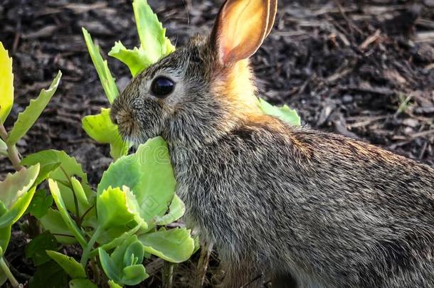 一婴儿东方的棉尾兔兔子棉尾兔属弗洛里达纳斯。