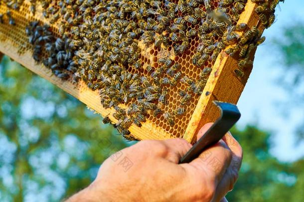 关在上面关于一蜜蜂f一mily一t使工作.蜜蜂蜂蜜是（be的三单形式镇定的采用用磨刀石磨