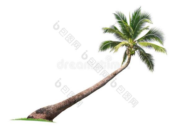 隔离的椰子树向白色的背景低的-价钱椰子树s