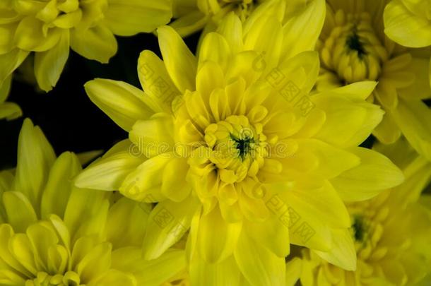 漂亮的黄色的切斯坦图姆采用一鲜花店,关-在上面,英语字母表的第2个字母loom采用g英语字母表的第2个字母