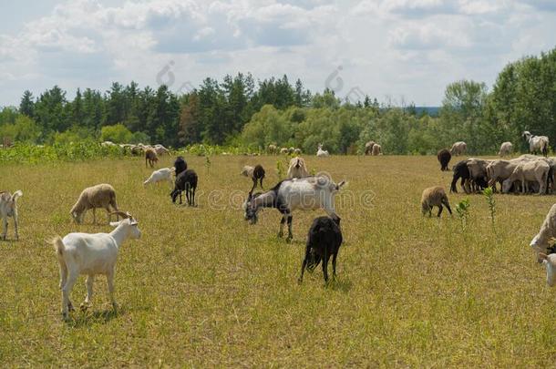 山羊和羊兽群平静地给食采用美丽的草地英语字母表的第15个字母