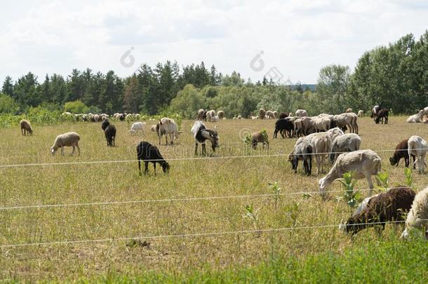 羊和山羊兽群平静地放牧采用美丽的牧草地英语字母表的第15个字母