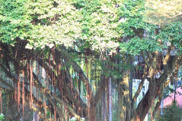 一大的树采用指已提到的人芭堤雅农家乐花园