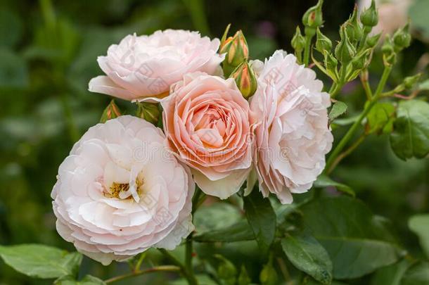 桃子玫瑰花和芽采用夏花园