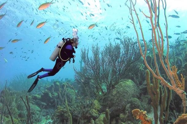 一水肺潜水员散热片一mong学校教育棕色的鳃鱼从落下博内尔岛