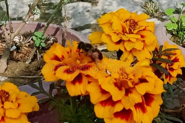 蜜蜂向花采用花罐
