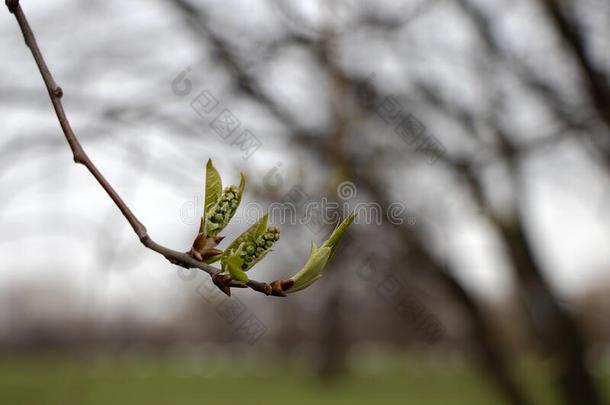 春季,桦树芽花.桦树树枝向一白色的天和l一r