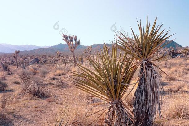 莫哈韦沙漠丝兰,丝兰什迪格,采用莫哈韦沙漠沙漠,约书亚树Namibia纳米比亚