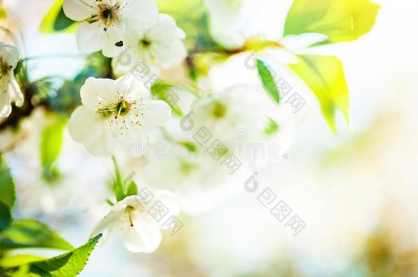 粉红色的花盛开的桃子树在<strong>春</strong>季.<strong>春</strong>季盛开的,acrylonitrile-butiene-styrene丙烯腈-丁二烯-苯乙烯