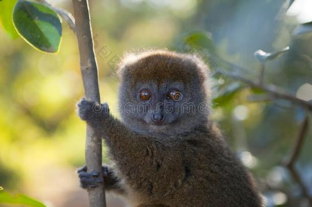 马达加斯加岛狐猴向它的树枝