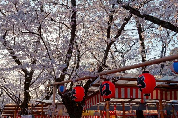 风景关于樱<strong>桃花节</strong>日樱花人名和传统
