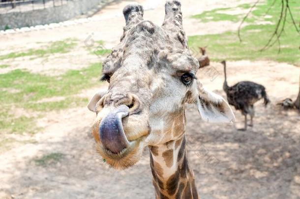指已提到的人长颈鹿用途它的舌头向抓住它的食物,指已提到的人纤弱的树叶