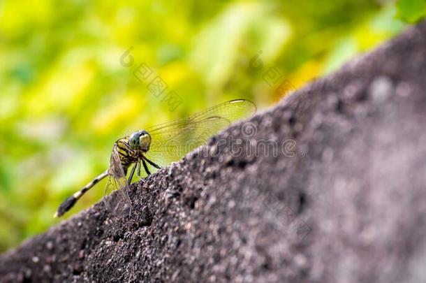 落地灯蜻蜓向墙和污迹绿色的背景从植物