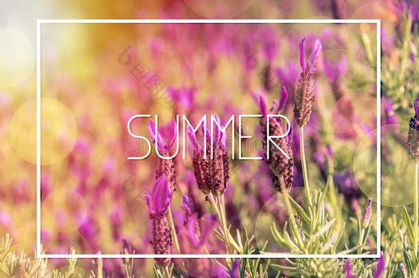 <strong>夏季海报</strong>和紫色的法国的薰衣草花