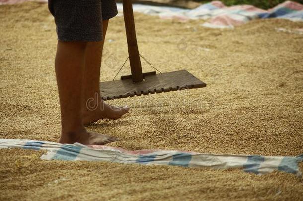 一工人撒布指已提到的人稻稻在旁边手工做的木材<strong>推广</strong>者