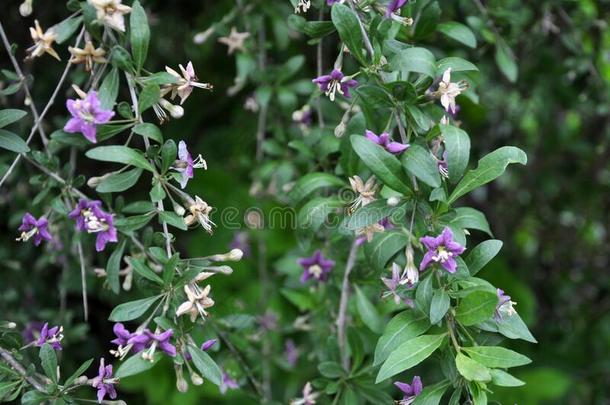 开花枸杞属枸杞