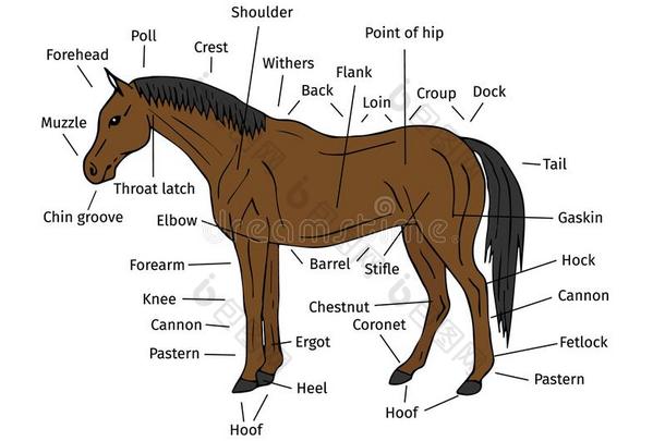 矢量信息图解的关于湾手疲惫的马部分