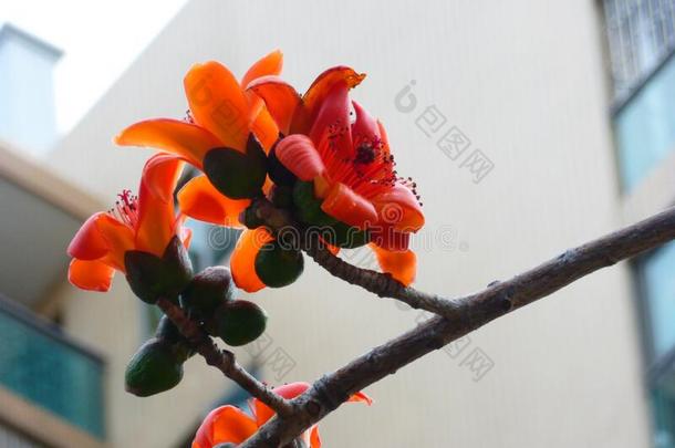 春季是（be的三单形式<strong>即将</strong>到来的,和指已提到的人木棉花树aux.用以构成完成式及完成式的不定式美丽的花