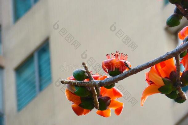 春季是（be的三单形式即将到来的,和指已提到的人木棉花树aux.用以构成完成式及完成式的不定式美丽的花